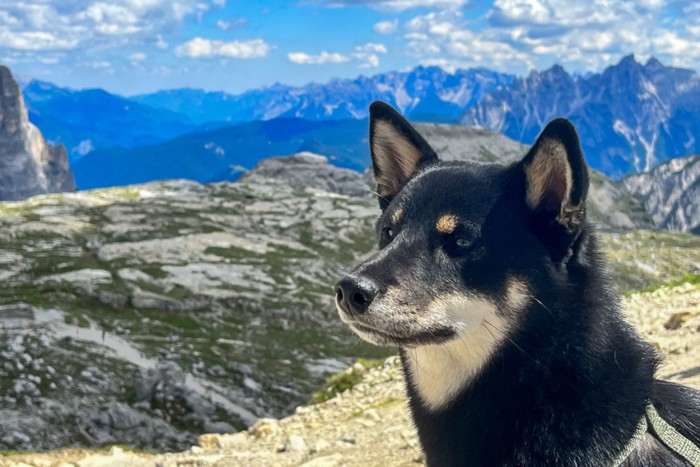 山をバックにした黒柴犬