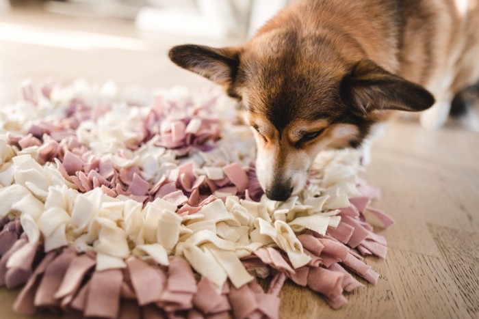 マットのにおいを嗅ぐ犬