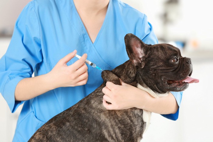 犬のワクチン接種