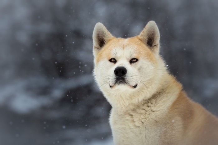 秋田犬
