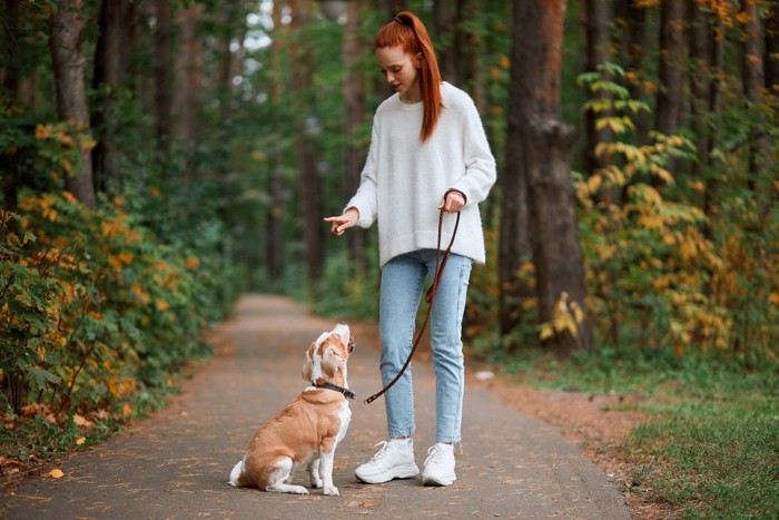 犬のトレーニング