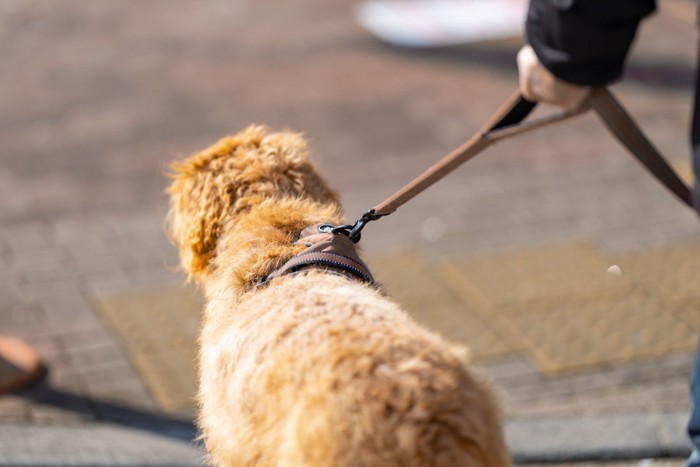 散歩中の犬の後ろ姿、茶のハーネス