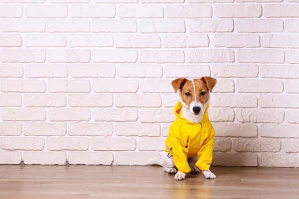 雨の日の犬の散歩を快適にするための準備や工夫