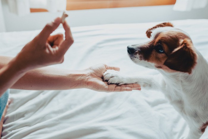 おやつを見せられながらオテをする犬