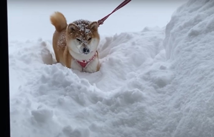 こちらを見る犬