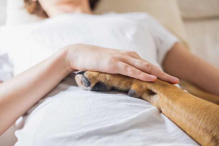 女性のお腹に置いた犬の前足と重ねた女性の手