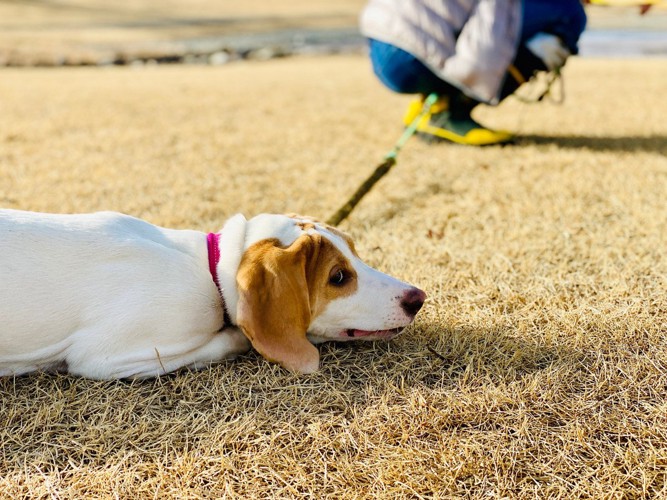 散歩を嫌がる犬