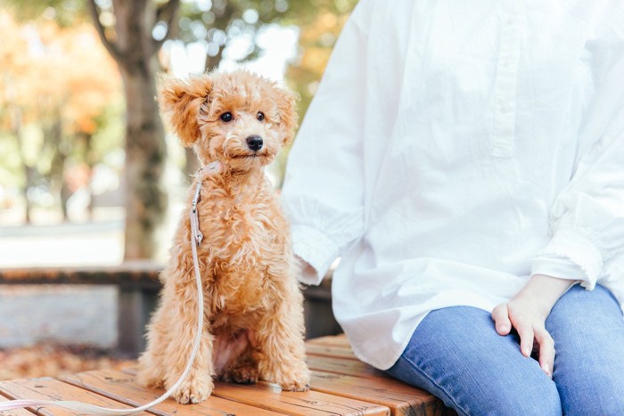 椅子の上でおすわりをする犬