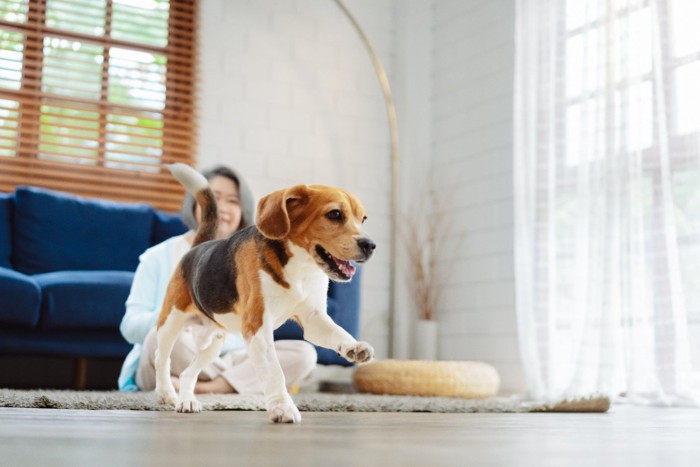 部屋の中で遊ぶ犬