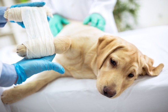 愛犬の緊急事態