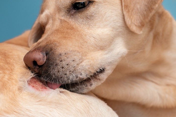 皮膚炎を起こしている犬