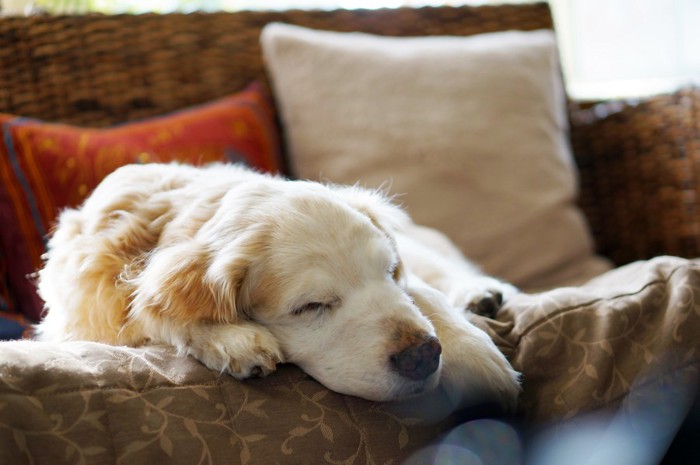 ソファーで眠っている老犬