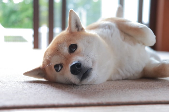 床の敷物にゴロスリする柴犬