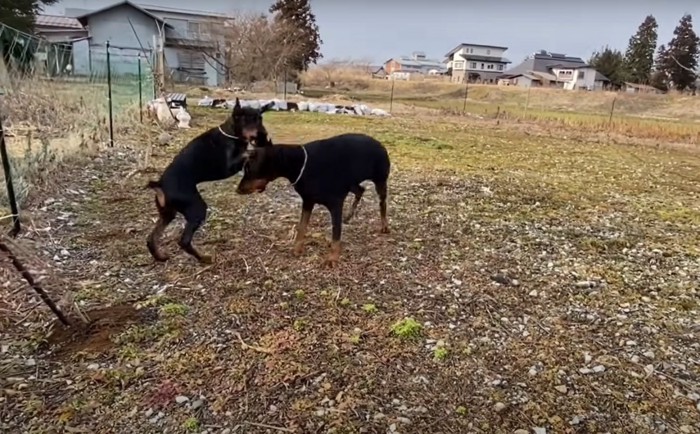 ドッグランで遊ぶ犬たち