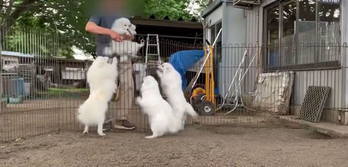 抱っこされた犬2匹と犬たち