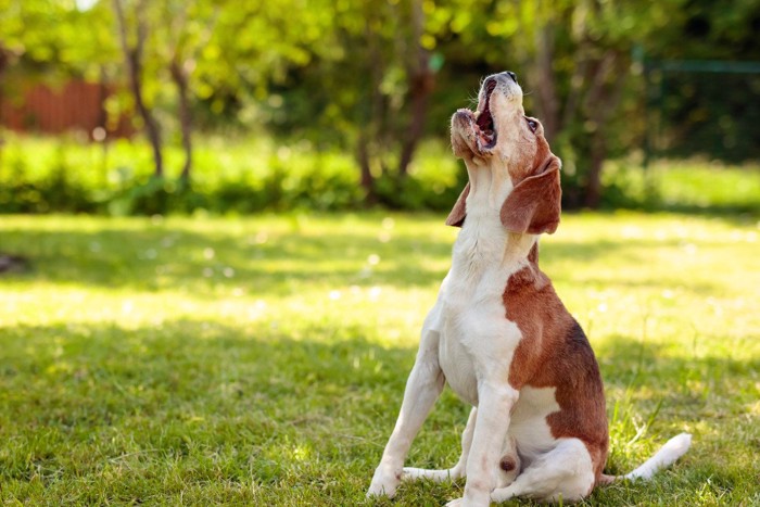 遠吠えをする犬