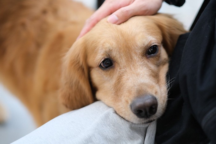 寂しそうな犬