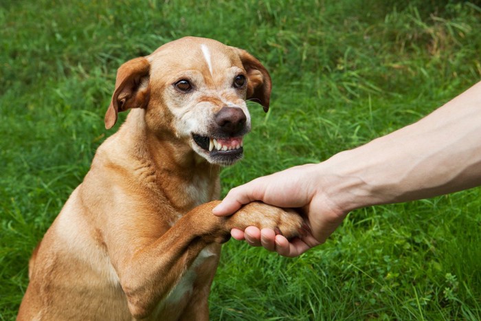 足を持たれている犬