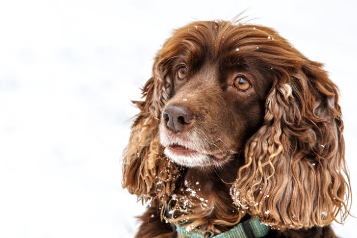 雪がついている犬