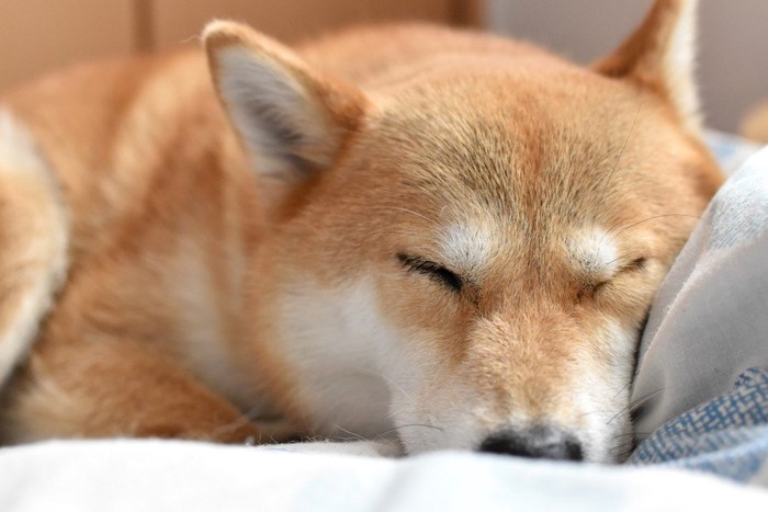 気持ちよさそうに眠る柴犬