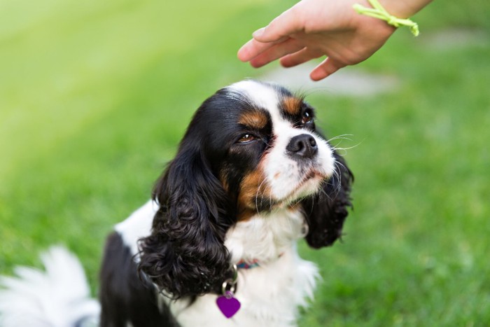 嫌そうな顔の犬と手