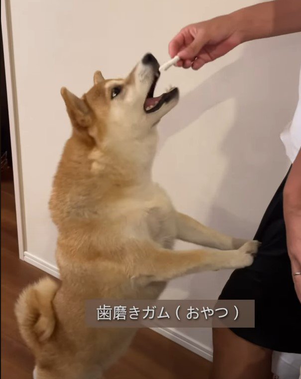 ガムを咥えようとする犬