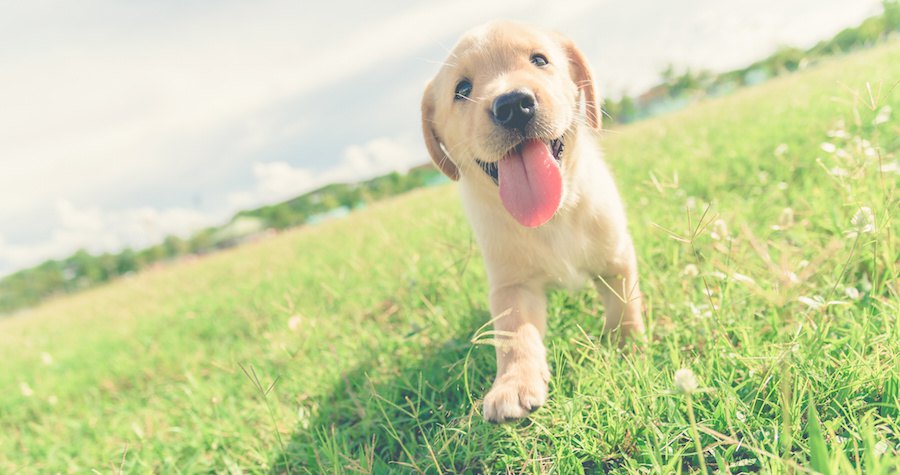 草原で舌を出して笑う子犬
