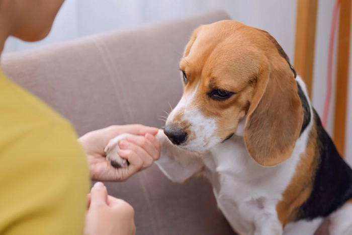 飼い主に叱られる犬