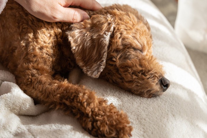 日向ぼっこしながら眠る犬