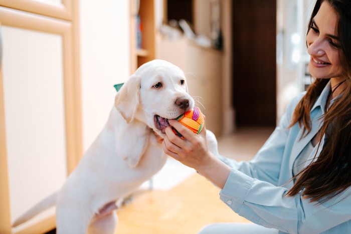 女性とおもちゃで遊ぶ子犬