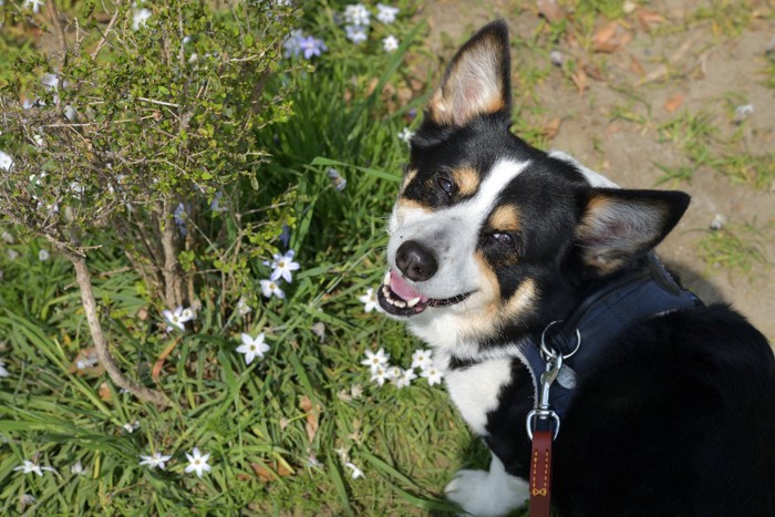 老犬の散歩