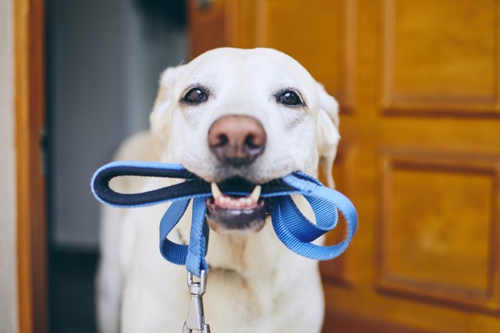 青いリードをくわえる犬