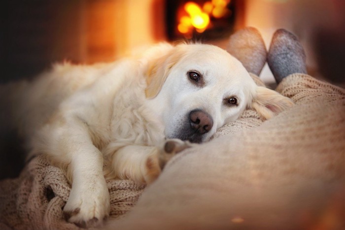 暖炉の前の犬