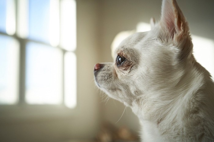 窓の方を見つめる犬の顔のアップ