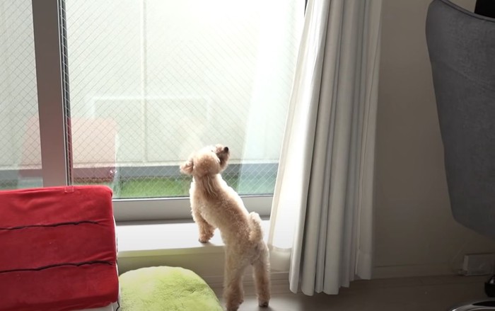 窓際の犬