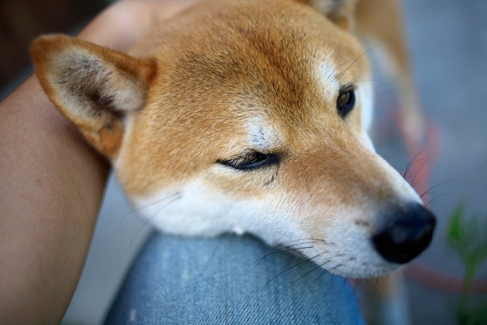 飼い主にあご乗せをする犬