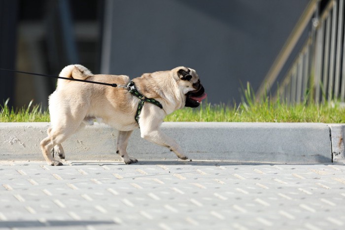 散歩中の犬