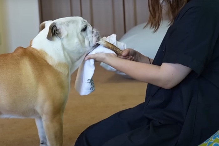 タオルで顔をふかれる犬