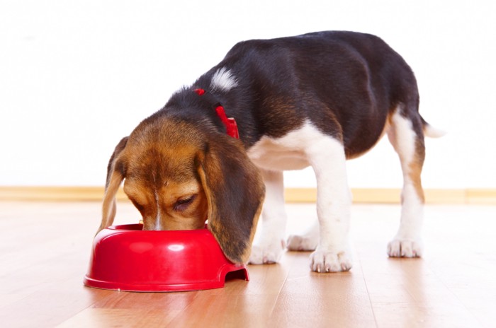 舌をペロリと出している犬