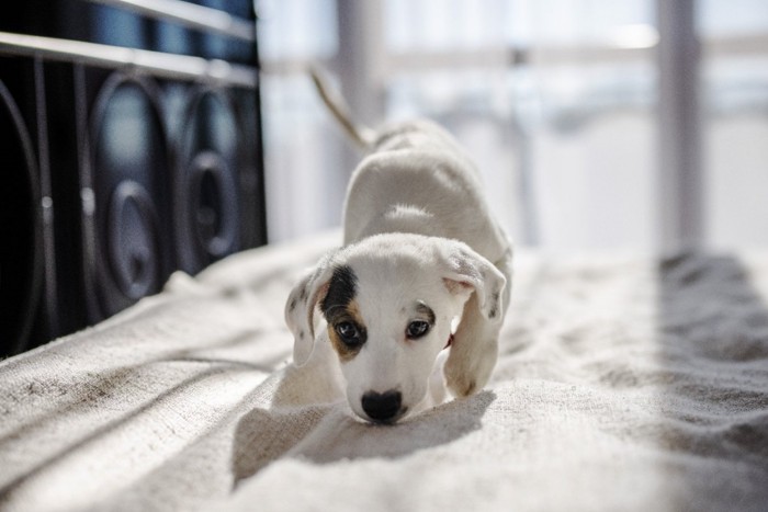 ベッドのニオイを嗅ぐ犬