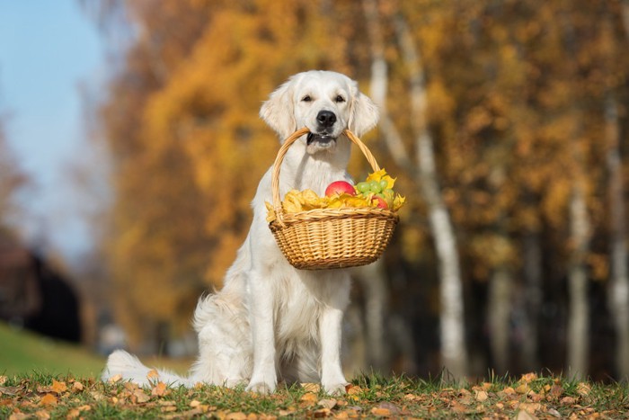 果物の籠を加える犬