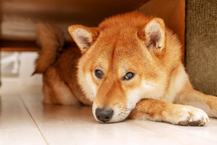 退屈そうな犬