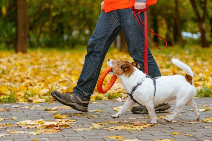 おもちゃを持って散歩する犬