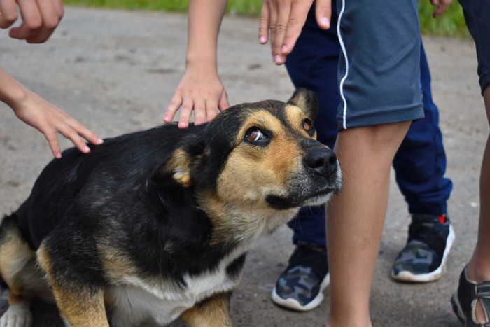 手を怖がる犬