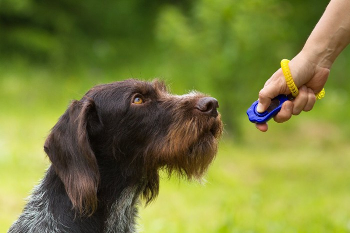 トレーニング中の犬