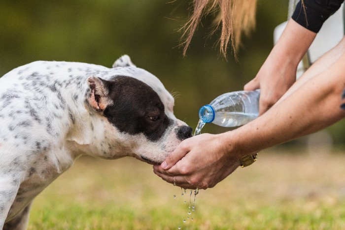 水を飲ませる犬