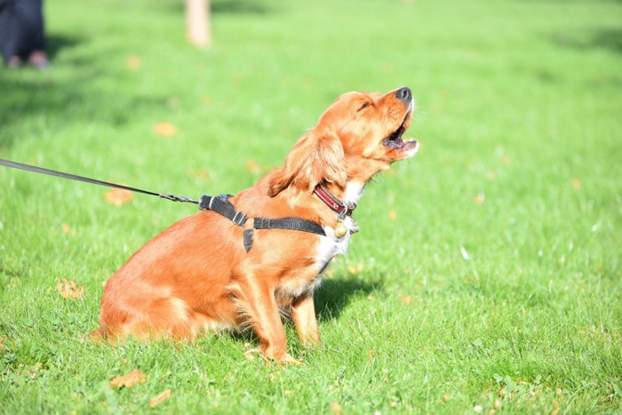 遠吠えする犬