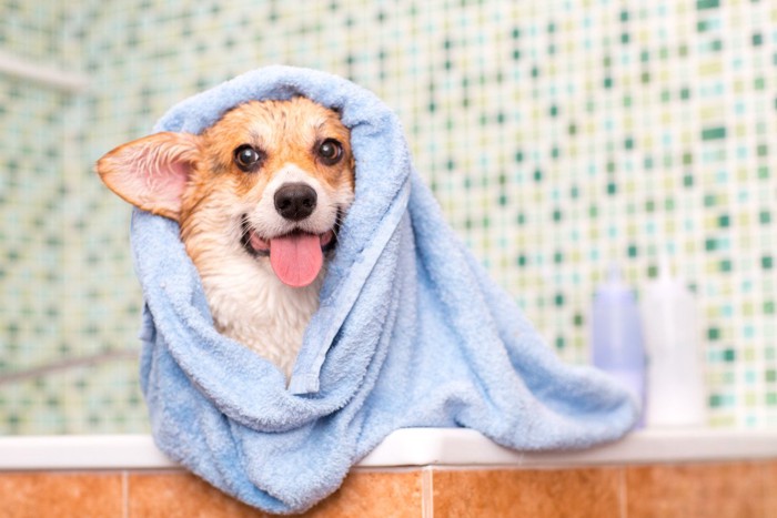 お風呂上がりの犬