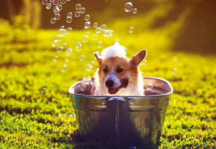 外でシャンプーをされている犬