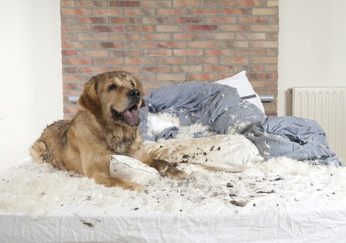 ベッドを破壊した大型犬